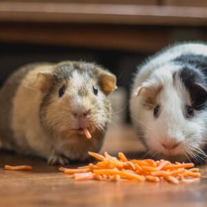 Clipsy Life mit Nahrungsergänzungsmitteln - Natürliche Pflege für glückliche Nagetiere